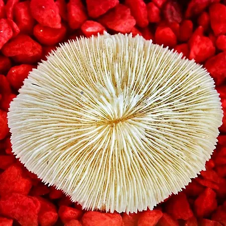 Villa Luxury Mykonos Kings And Queens Private Pool Kastro *